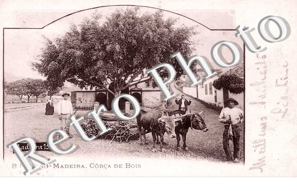 Corca de Bois