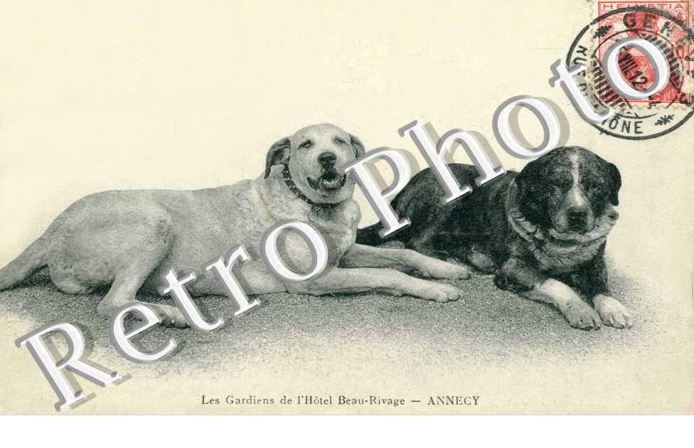 chiens, hotel Beau Rivage