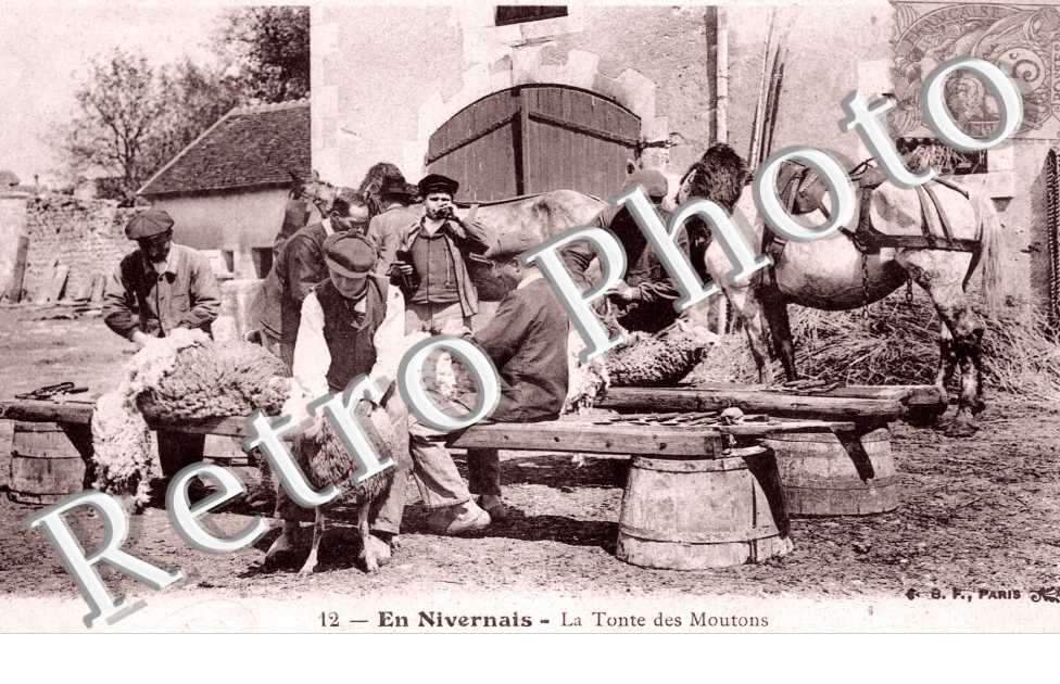 La Tonte des Moutons