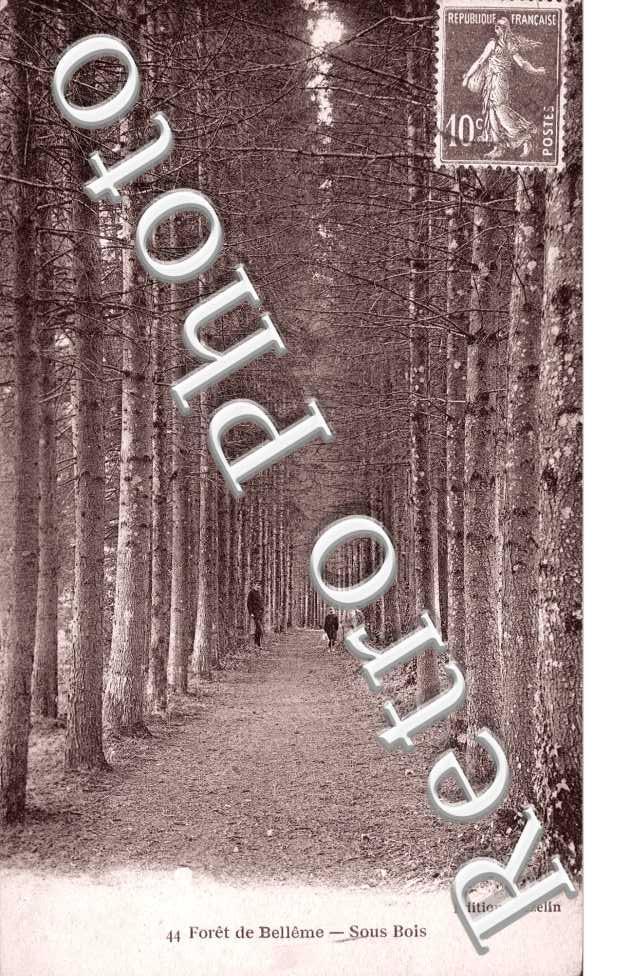 La Foret - un sous bois