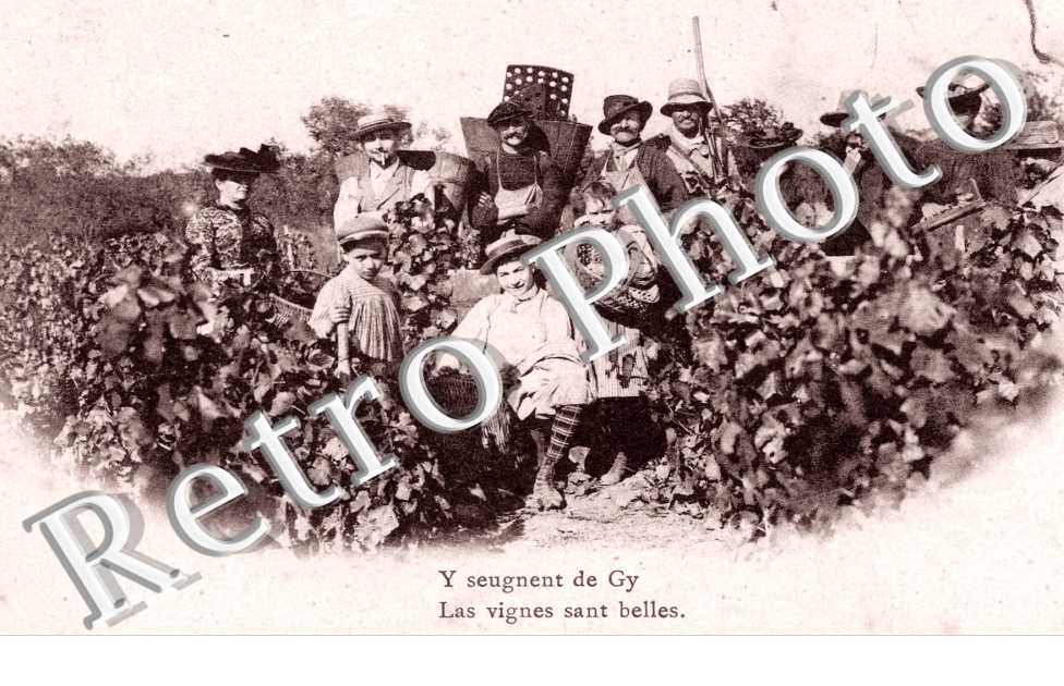 y seugnent de Gy Les vignes sant belles