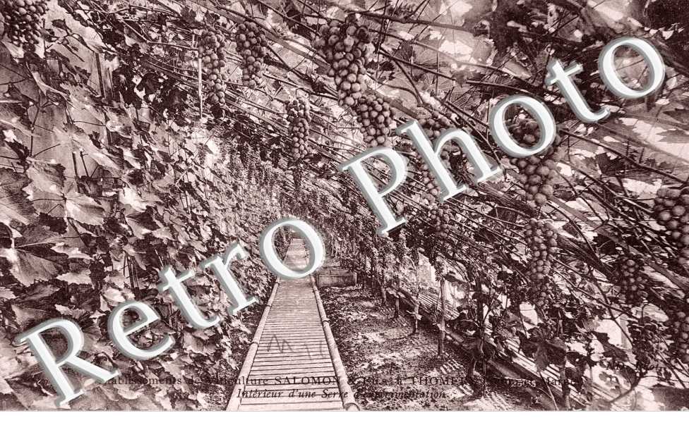 Interieur d'une serre Etablissement Salomon