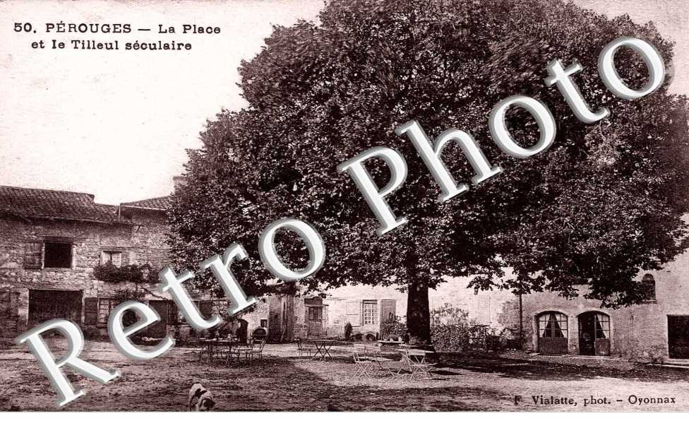 place de la Halle, tilleul seculaire