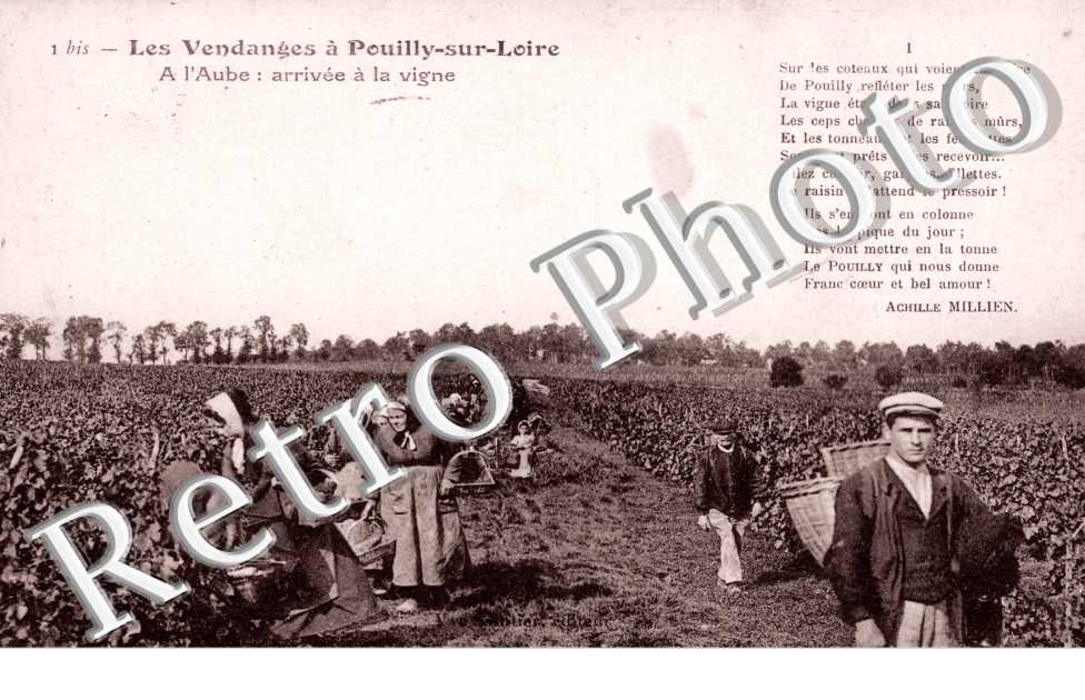 les Vendanges A l'aube arrivee a la vigne