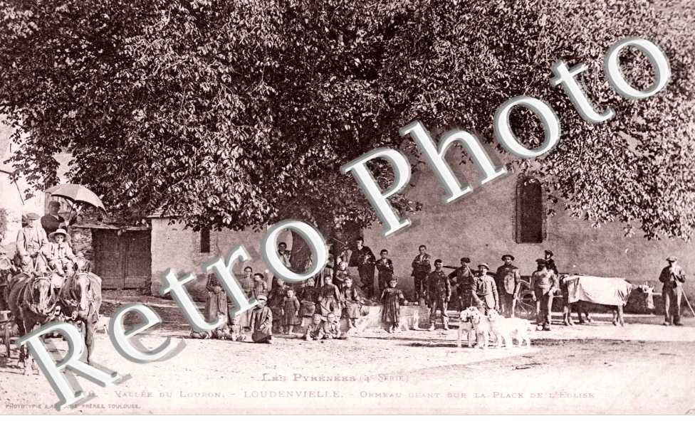 ormeau geant sur la place de l'eglise