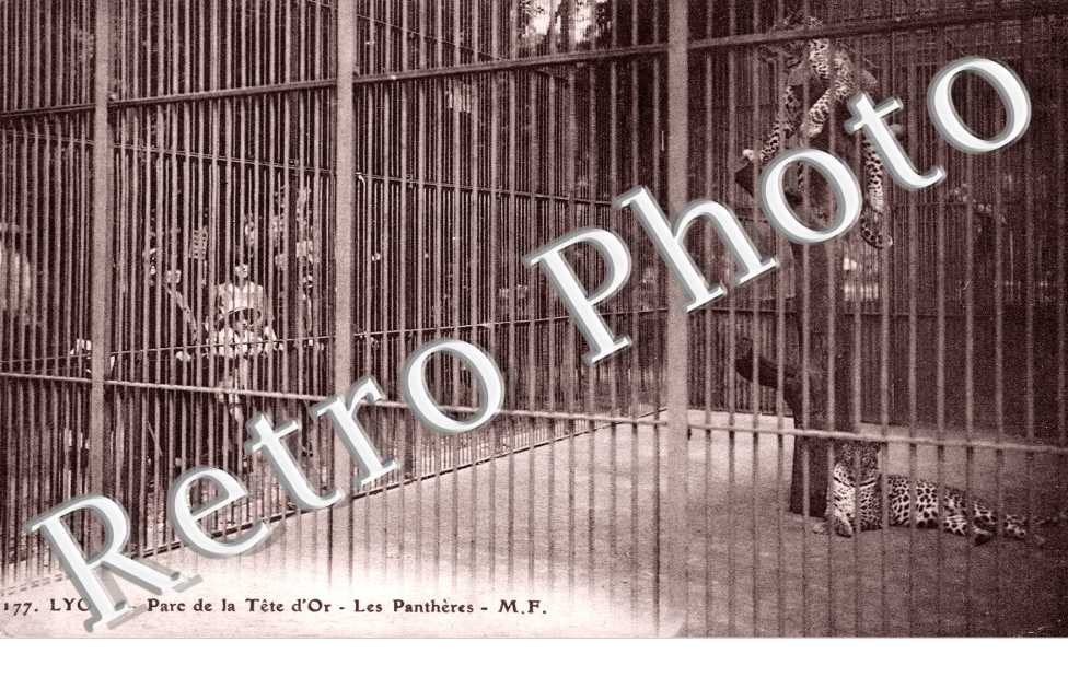 Parc de la Tete d'Or - Les Pantheres