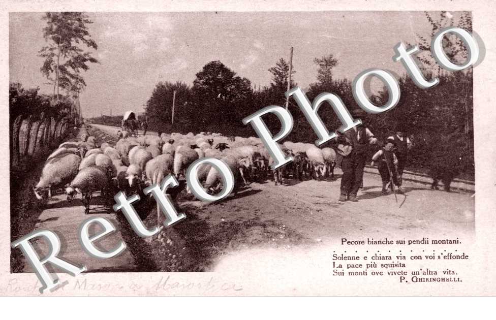 Pecore bianche sui pendii montani