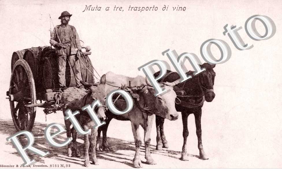 Muta a tre, Trasporto di Vino