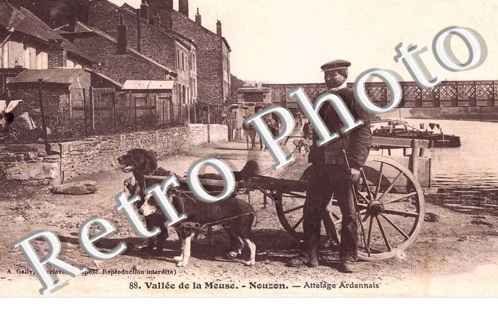 attelage de chien Ardennais