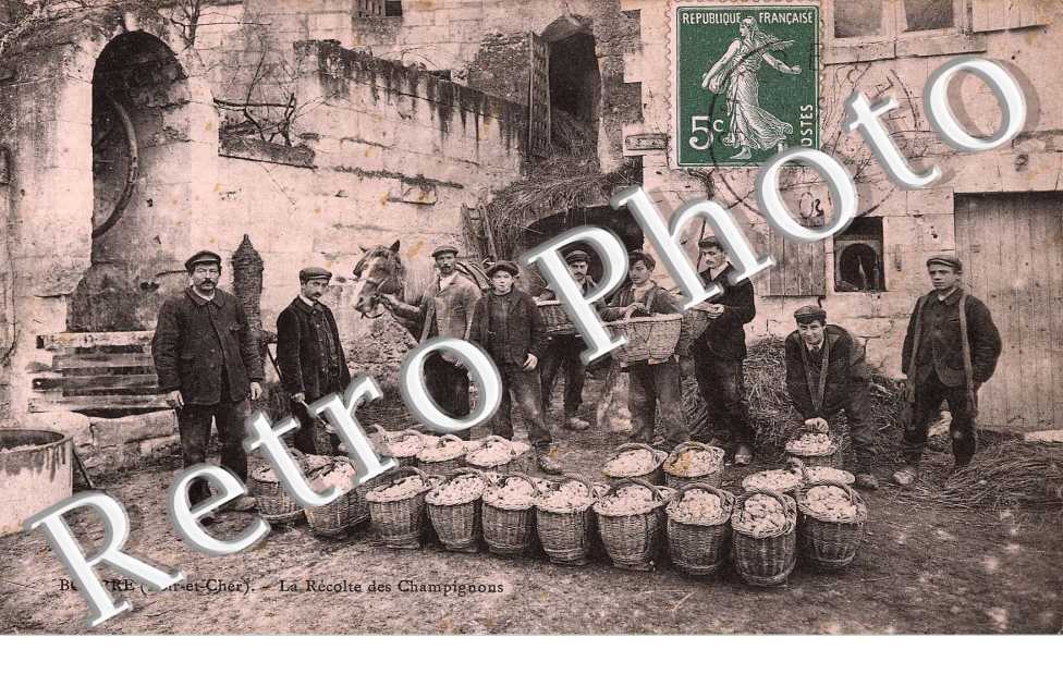 la recolte des champignons