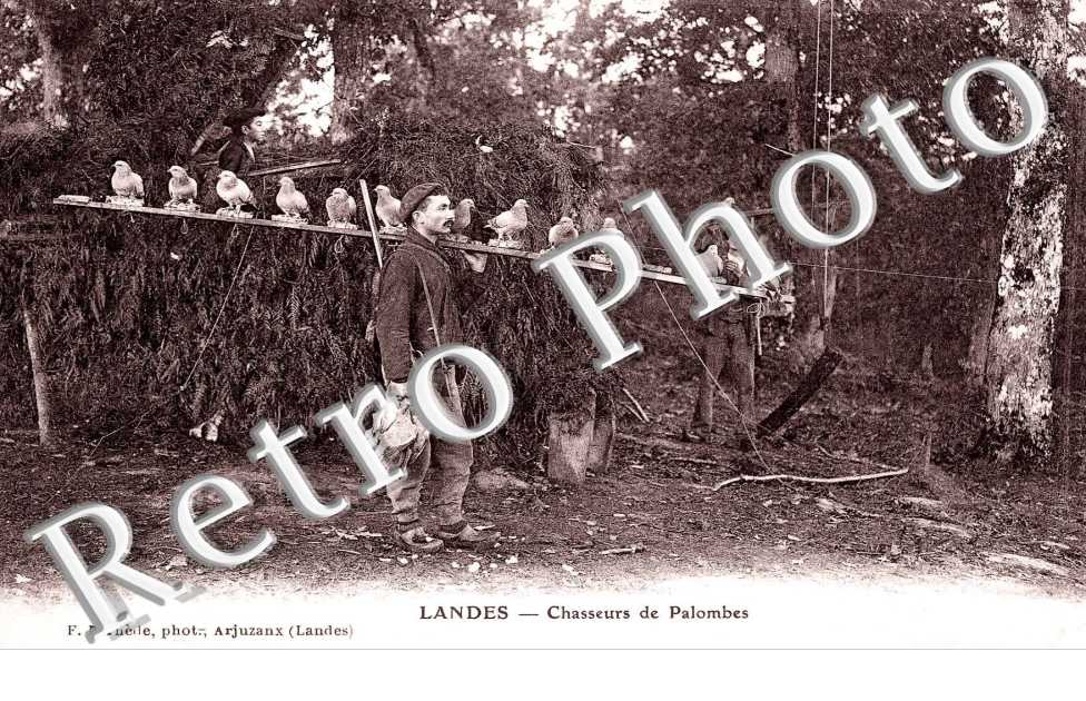 Chasseurs de Palombes