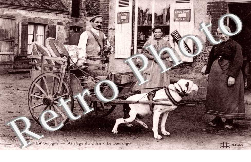attelage de chien Le Boulanger