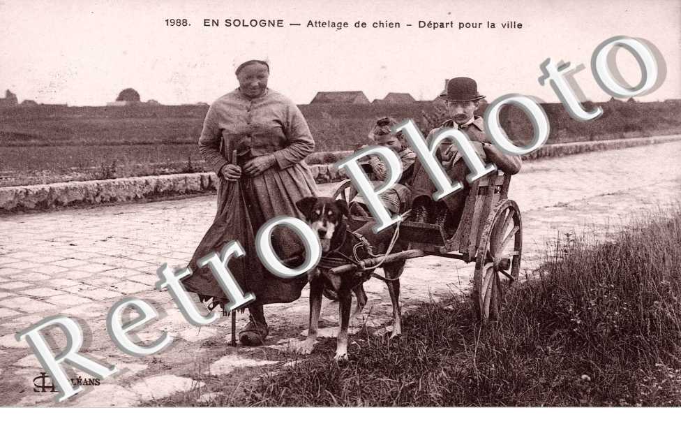 Attelage de chien - depart pour la ville