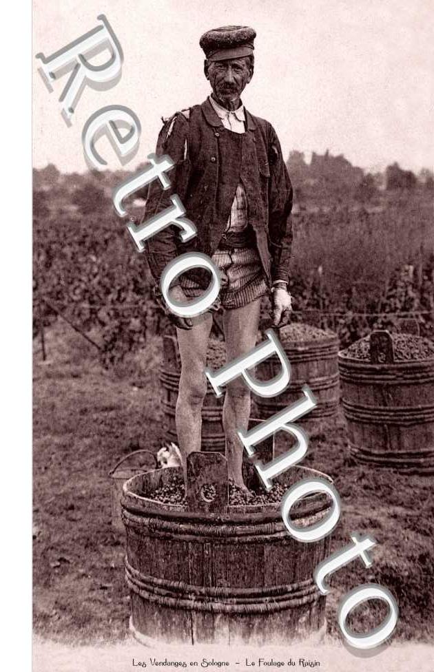 les vendanges Le foulage du raisin aux vignes