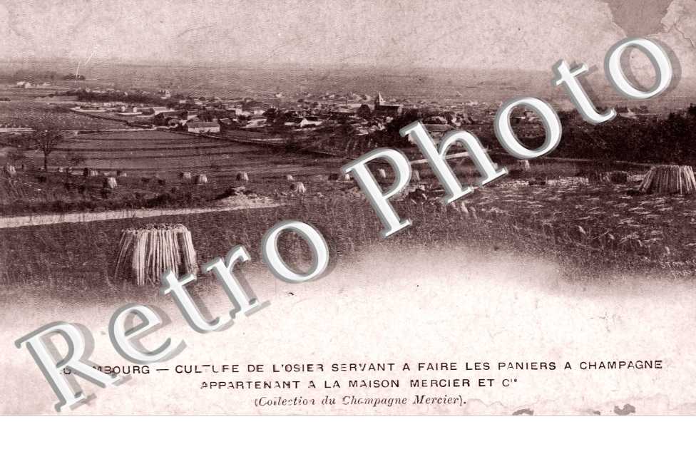 culture de l'osier servant à faire les paniers à Champagne appartenant à la maison Mercier