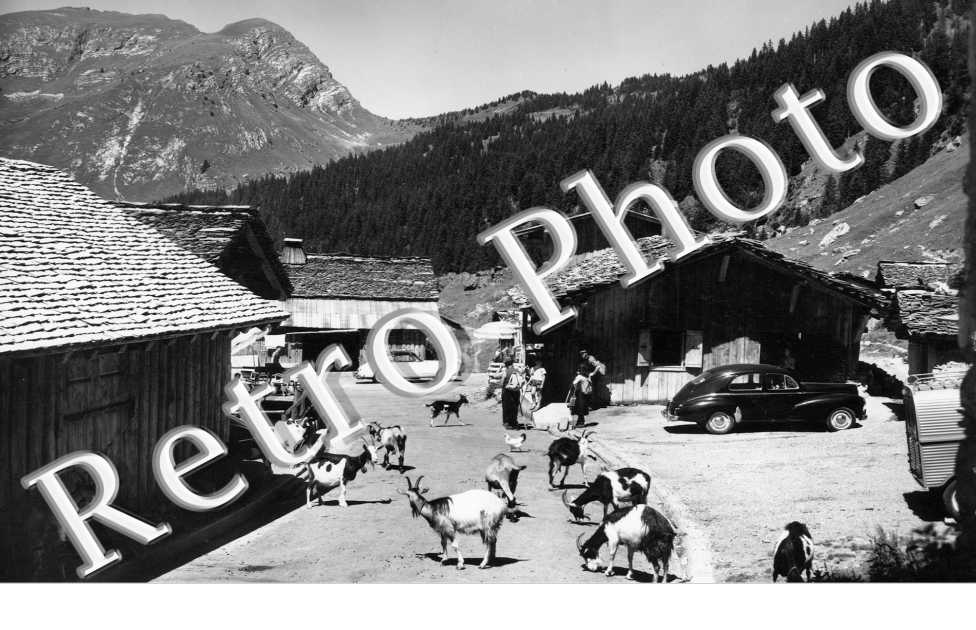 Les Lyndarets. Le village et ses petites chèvres des Alpes