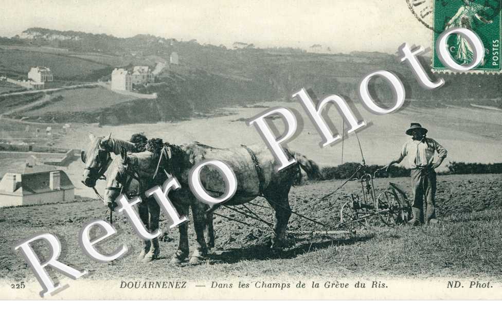 Dans les Champs de la Greve du Ris