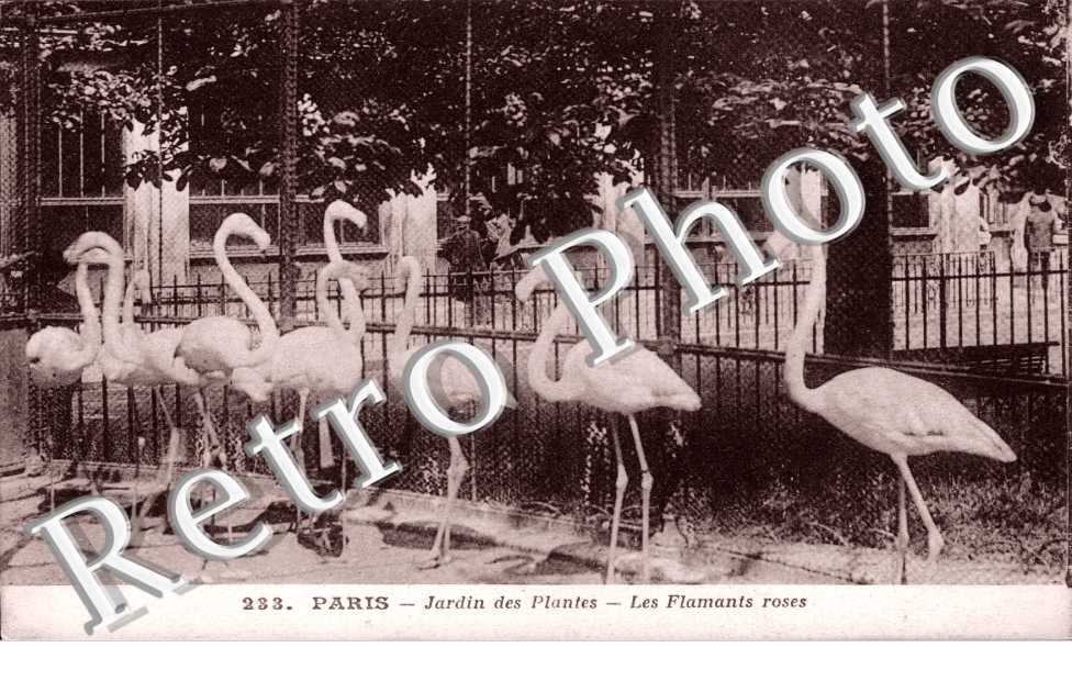Jardin des Plantes Les flamants roses
