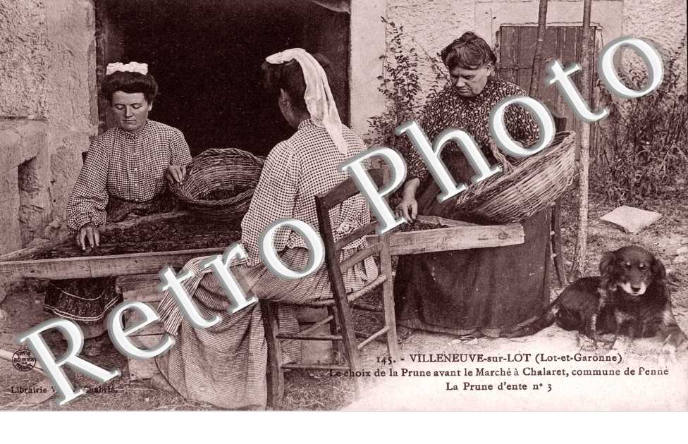 le Choix de la prune avant le marche a Chalaret, commune de Penne