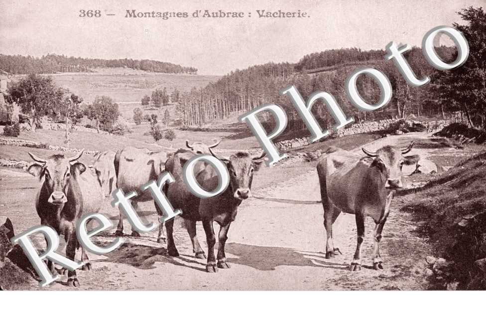 Montagnes d'Aubrac, Vacherie
