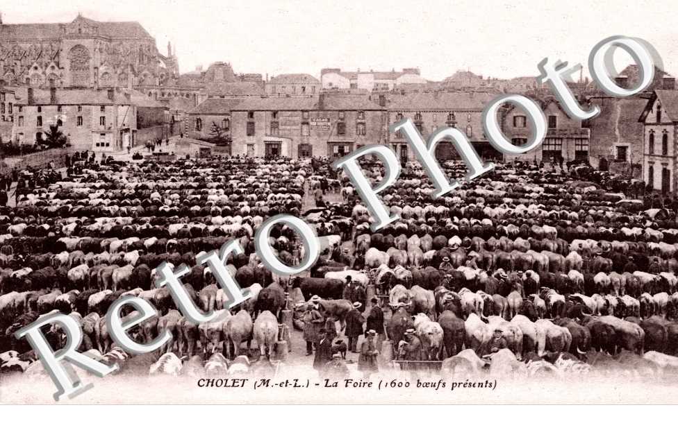 la Foire - 1600 boeufs présents
