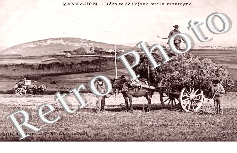 Ménez-Hom. Récolte de l'ajonc sur la montagne