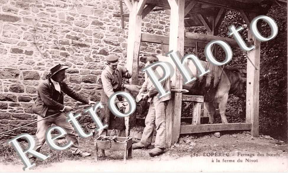 ferrage des boeufs à la ferme du Nivot