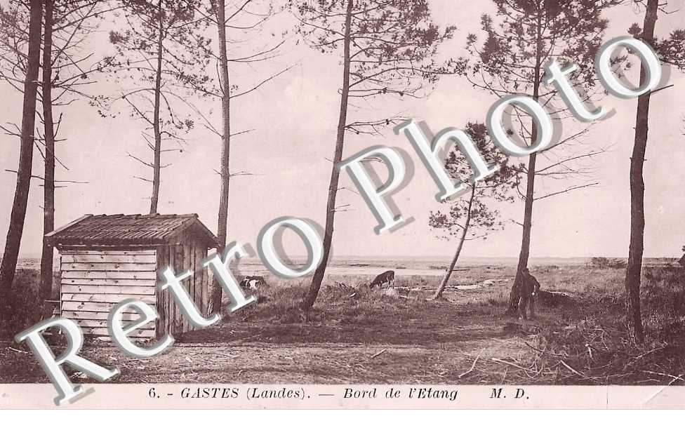 bord de l'étang