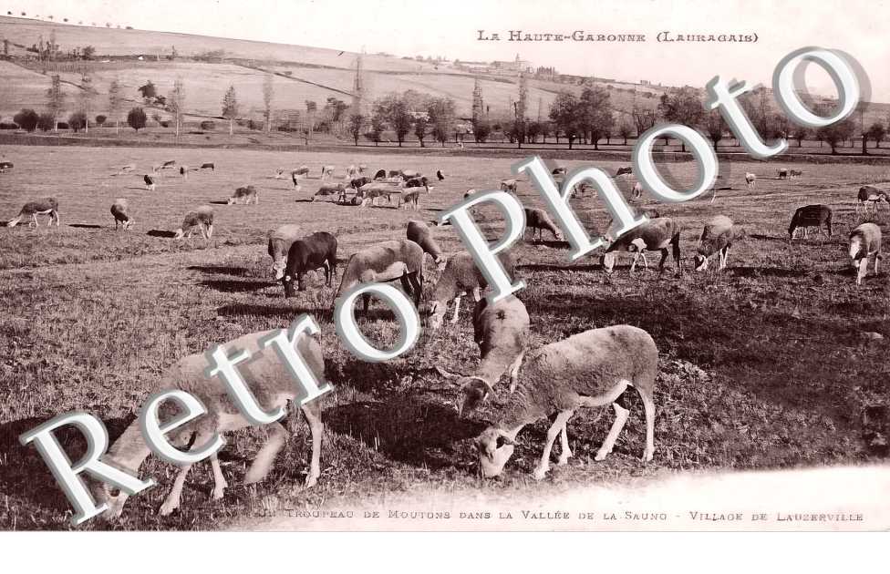 Un troupeau de moutons dans la vallée de la Sauno