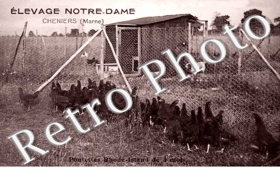 élevage Notre-Dame. Poulettes Rhode-Island de 3 mois