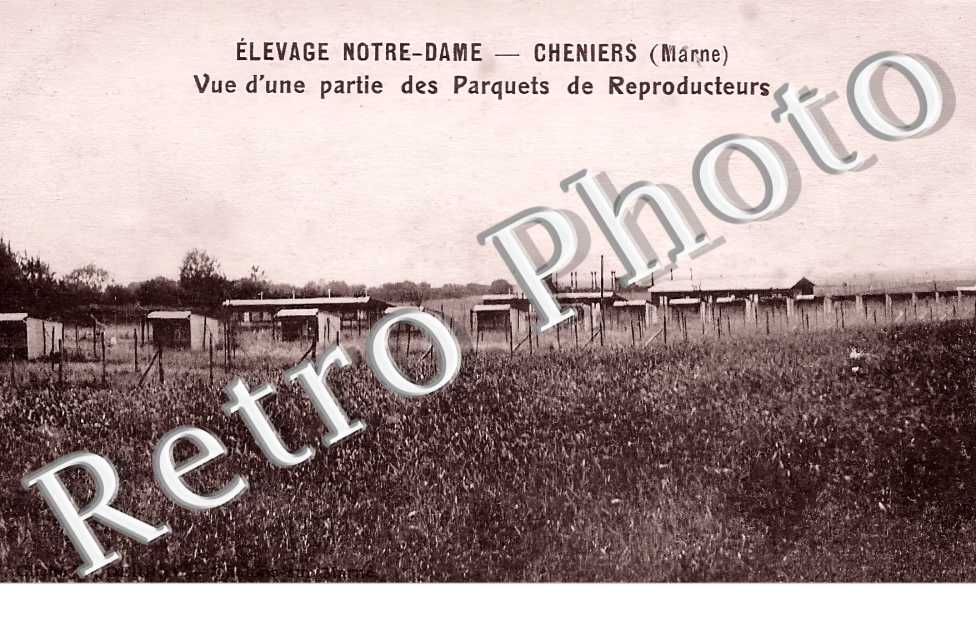 élevage Notre-Dame. Vue d'une partie des parquets de reproducteurs