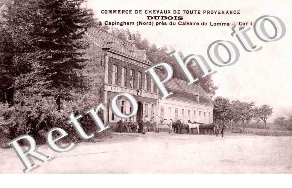 Commerce de chevaux de toute provenance DUBOIS 