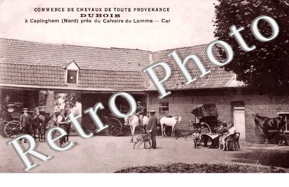 Commerce de chevaux de toute provenance DUBOIS 