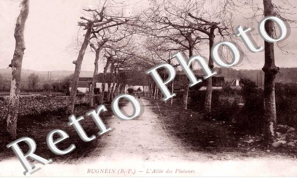 l'allée des platanes