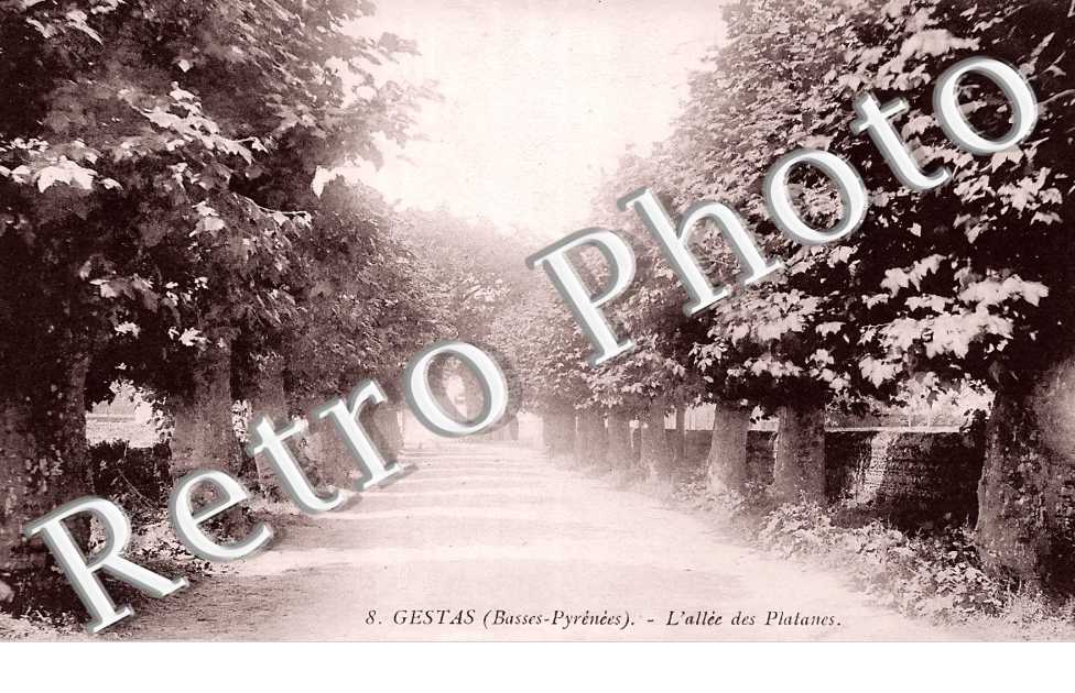 l'allée des platanes