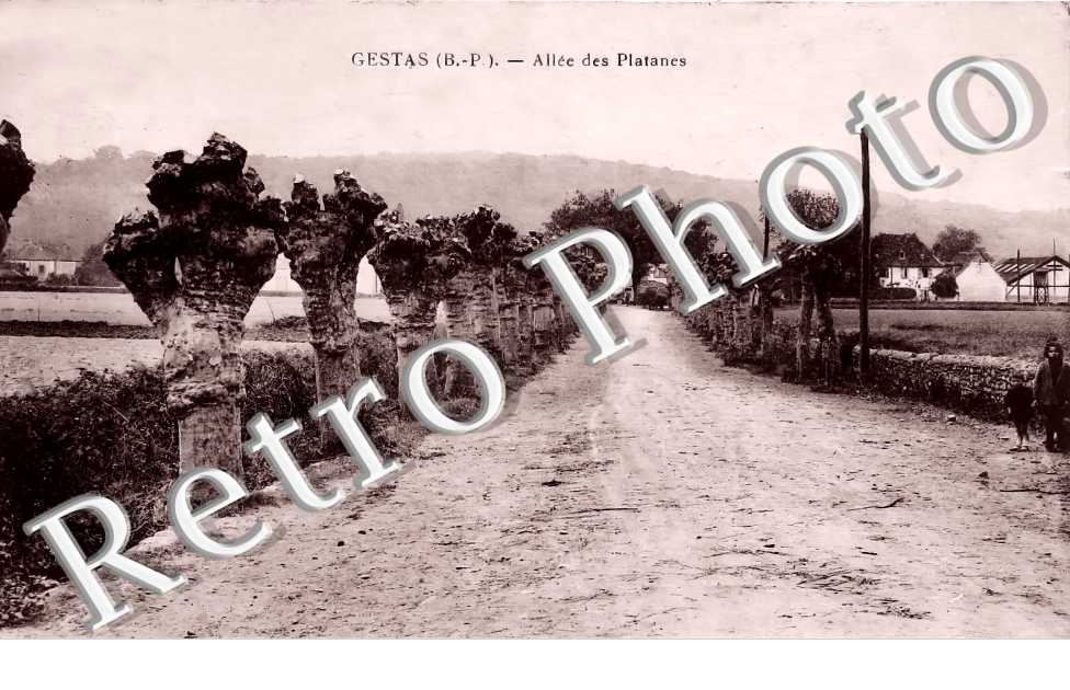 allée des Platanes
