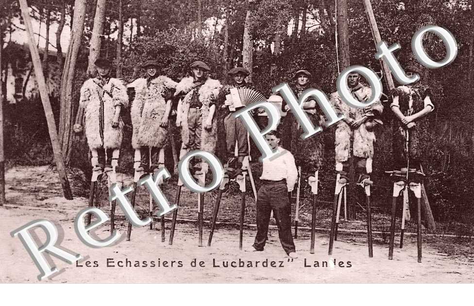 les échassiers