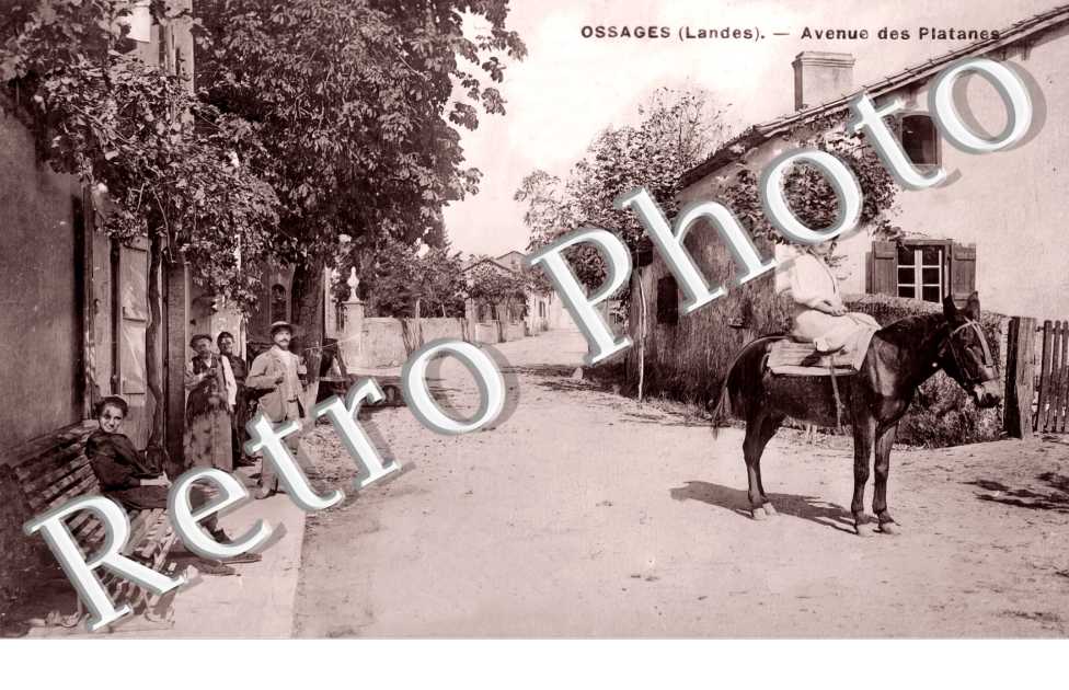avenue des Platanes