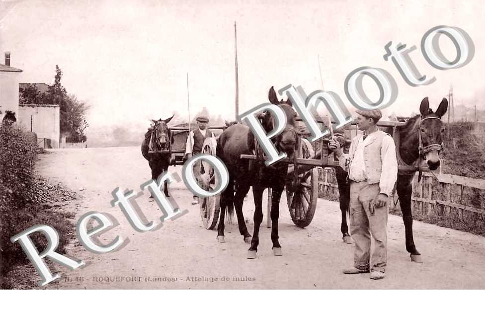 attelage de mules