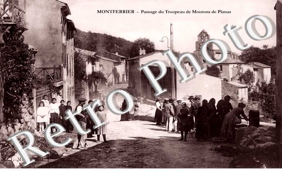 Passage du troupeau de moutons de Planas