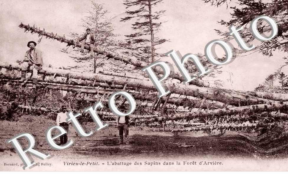 l'abattage des sapins dans la forêt d'Arvière