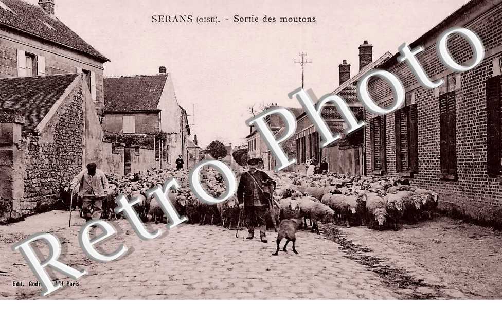 sortie des moutons
