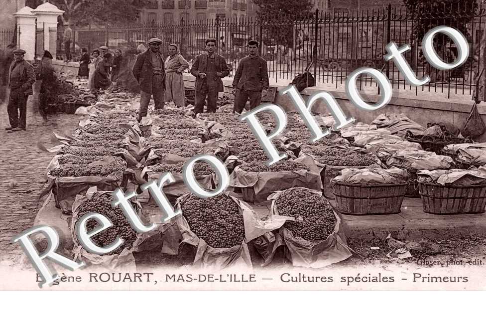 Eugène Rouart, Mas-de-l'Ille. Cultures spéciales. Primeurs