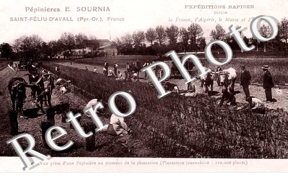 Pépinières E. Sournia