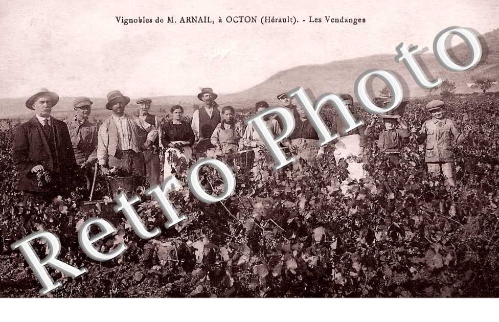 vignobles de M. Arnail. Les vendanges.