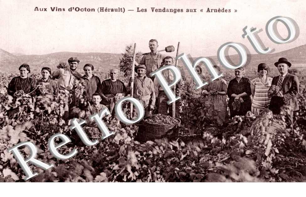 Les vendanges aux " Arnèdes "