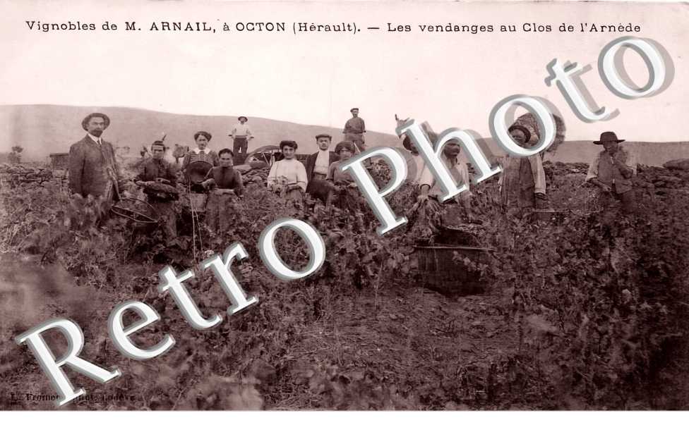 vignobles de M. Arnail. Les vendanges au Clos de l'Arnède