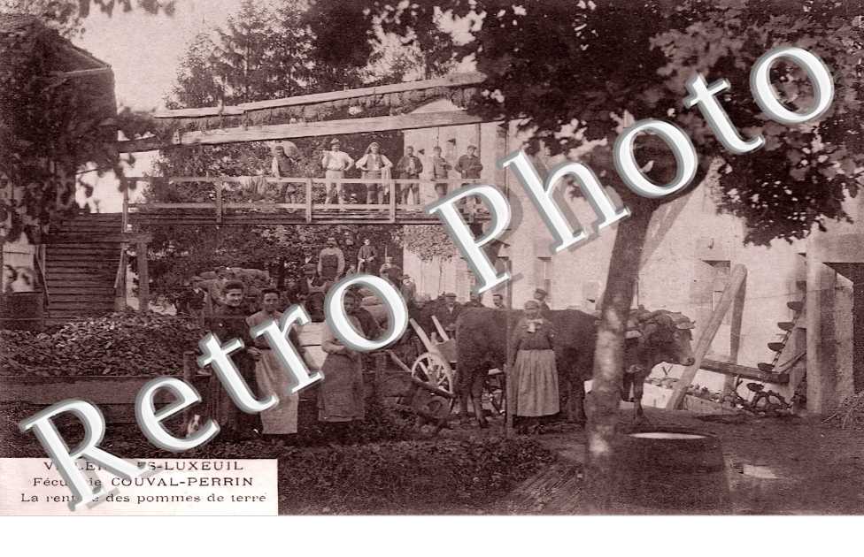 Féculerie Couval-Perrin. La rentrée des pommes de terre