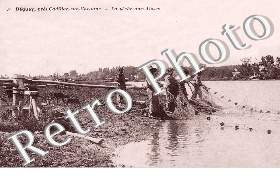 la pêche aux Aloses