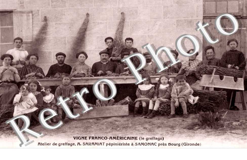 Vigne Franco-Américaine. Atelier de greffage, A. Saramiat pépiniériste